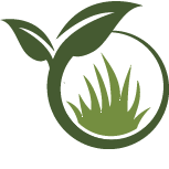 Strive Rose of Sharon Planting