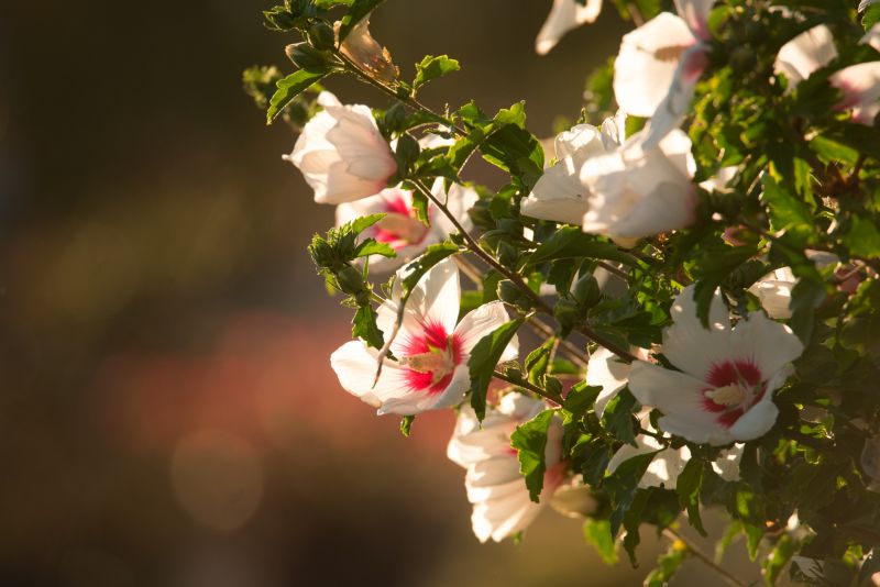 Local Rose Of Sharon Planting pros at work