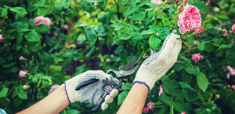 Rose Of Sharon Planting