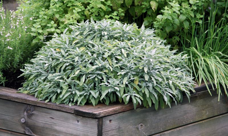 Boxwood Planting in Ventura County, CA