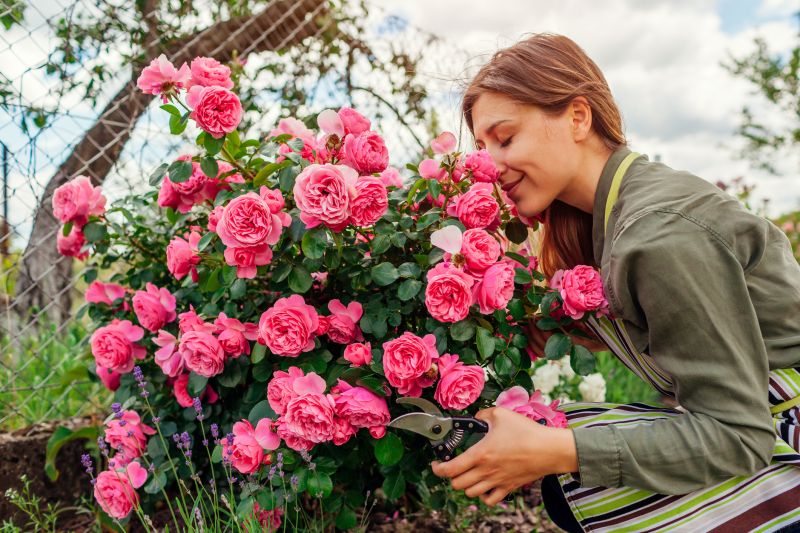 Rose Of Sharon Planting