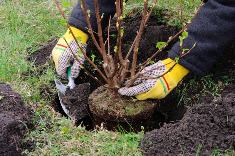 Rose Of Sharon Planting detail