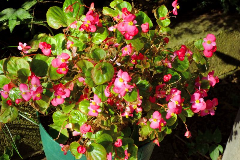 Rose Of Sharon Planting detail
