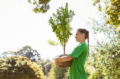 Ornamental Tree Planting in Ventura County, CA