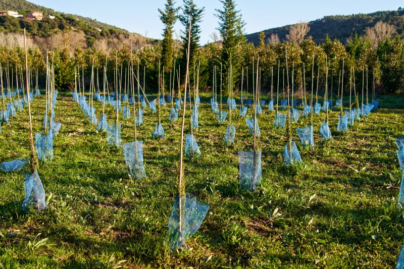 Pine Tree Planting in Honolulu, HI