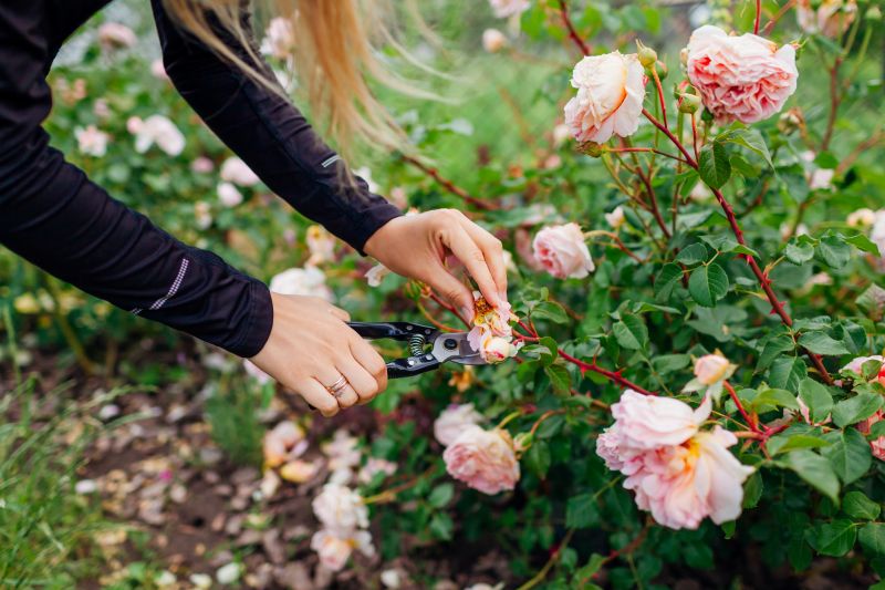 Rose Of Sharon Planting