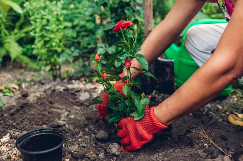 Rose Of Sharon Planting