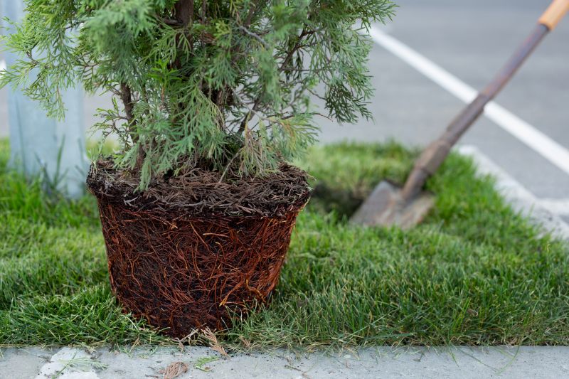 Tree Landscaping in Ventura County, CA
