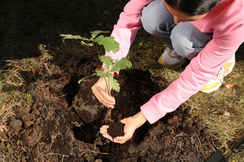 Tree Planting Service in Honolulu, HI